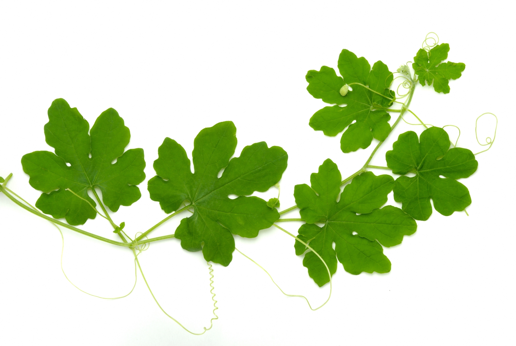 עלי אמפליה Ampalaya leaves