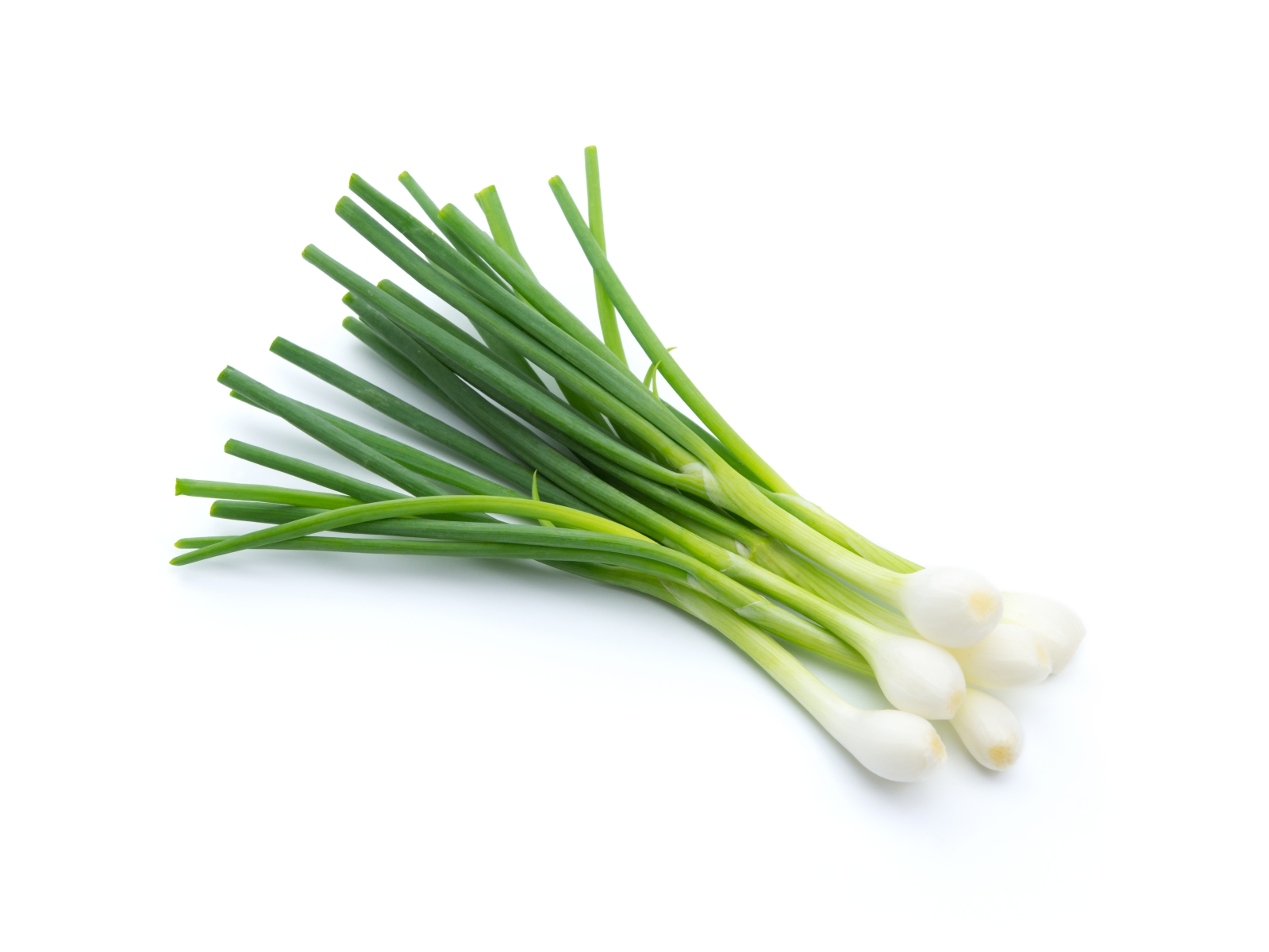 בצל ירוק Scallion- Spring onion