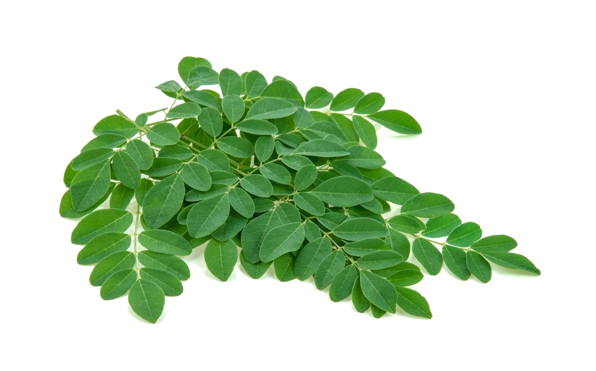 עלי מורינגה Moringa Leaves