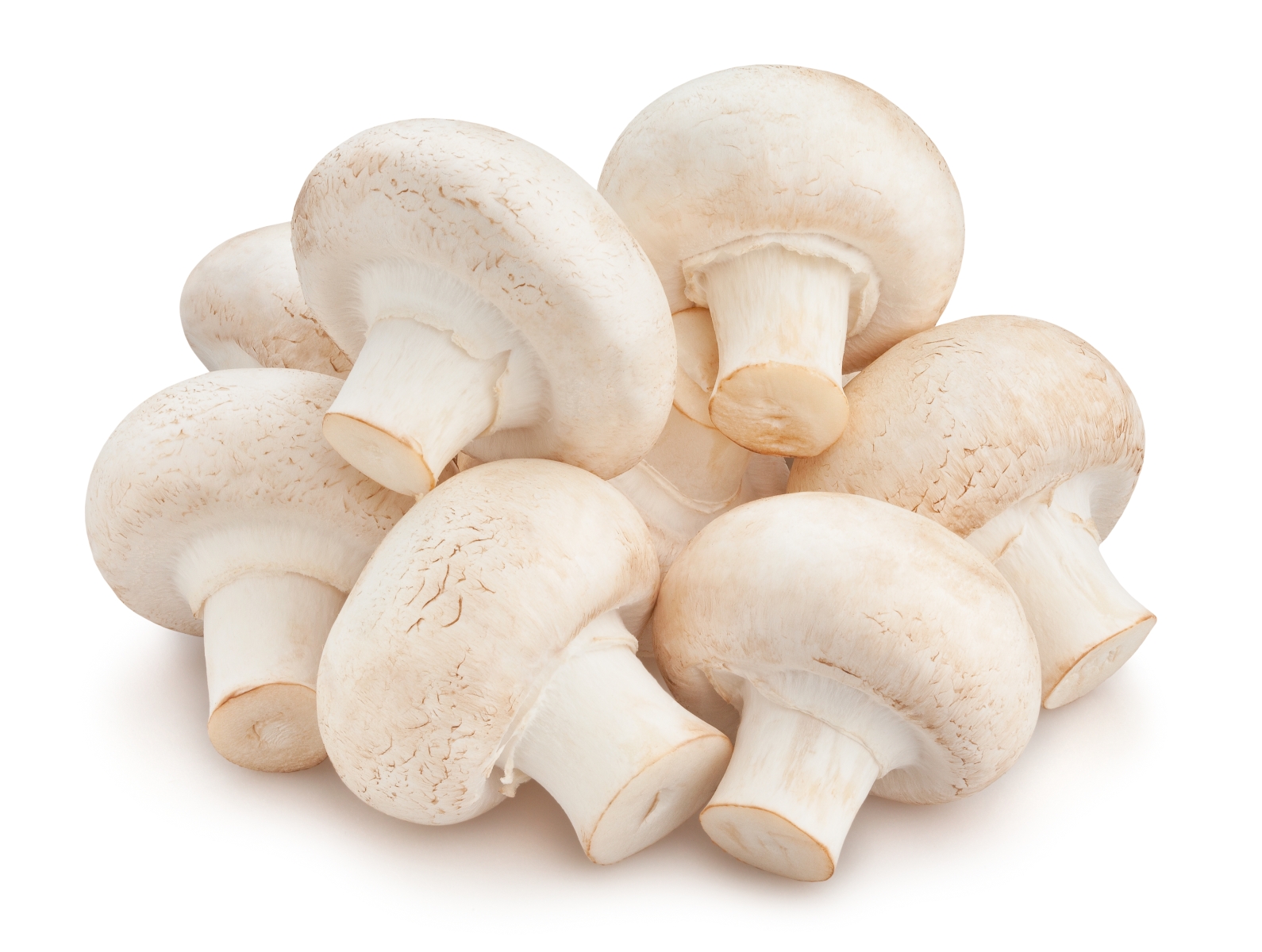 פטריות שמפיניון  Champignon Mushroons 